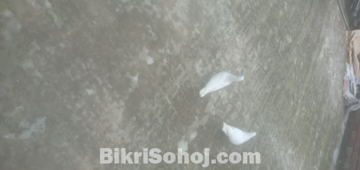 কবুতর